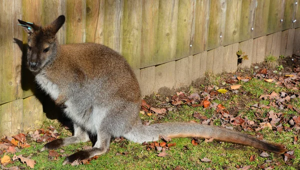 Wallaby Macrópode Tamanho Pequeno Médio Nativo Austrália Nova Guiné — Fotografia de Stock