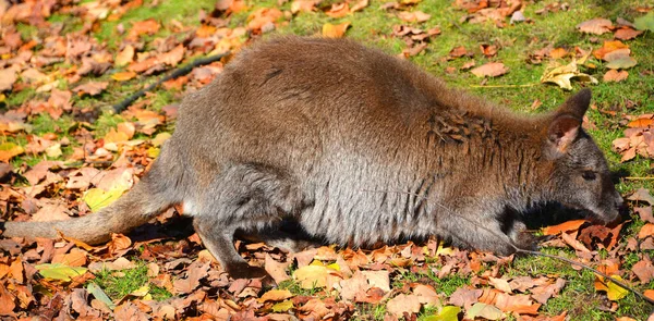 Wallaby Macrópode Tamanho Pequeno Médio Nativo Austrália Nova Guiné — Fotografia de Stock