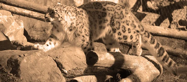 Leopardo Nieve Gran Gato Nativo Las Cordilleras Asia Central Meridional —  Fotos de Stock