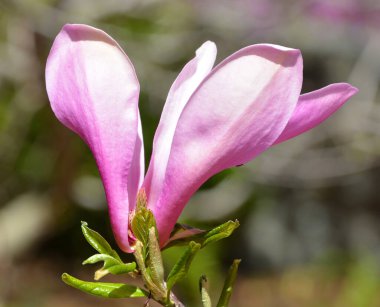 Magnolia ağacı, Magnoliaceae familyasının Magnolioideae alt familyasından 210 çiçekli büyük bir bitki türüdür. Adını Fransız botanikçi Pierre Magnol 'dan almıştır..
