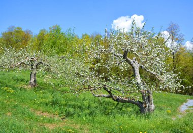 Çiçek açan elma ağaçları, gül familyasının en çok tatlı, pofuduk meyvesi olan elmalarıyla tanınan yaprak döken ağaçlarıdır. Dünya çapında bir meyve ağacı gibi işlenmiş.