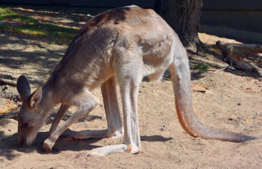 Kanguru, Makropodidae familyasından bir keseli hayvandır (makropodlar).).