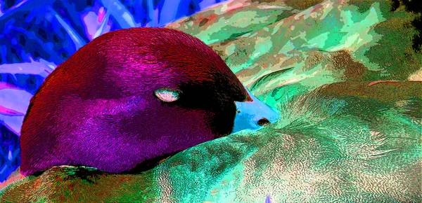 Mallard Sign Illustration Pop Art Background Icon Color Spots — стоковое фото