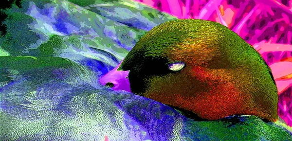 Mallard Renk Lekeli Pop Art Arkaplan Simgesini Imzaladı — Stok fotoğraf