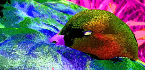 Mallard Renk Lekeli Pop Art Arkaplan Simgesini Imzaladı — Stok fotoğraf