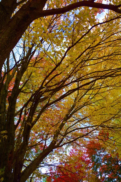 Podzimní Krajina Východních Obcí Bromont Provincie Quebec Kanada — Stock fotografie