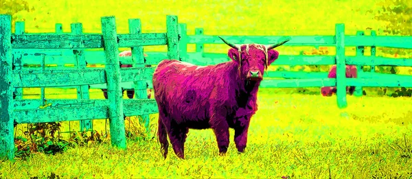 Highland Bull Scottish Breed Cattle Long Horns Long Wavy Coats — Zdjęcie stockowe