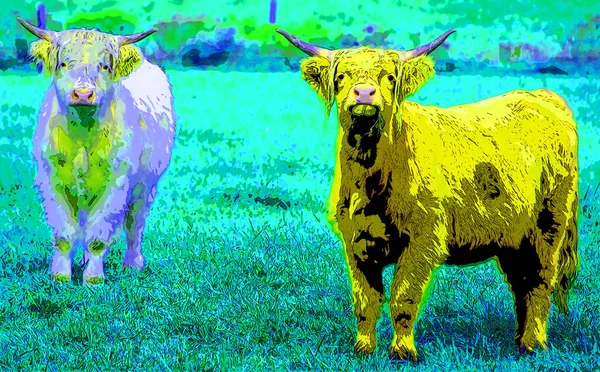 Highland Bull Scottish Breed Cattle Long Horns Long Wavy Coats — ストック写真