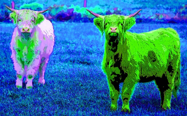 Highland Bull Scottish Breed Cattle Long Horns Long Wavy Coats — Stockfoto