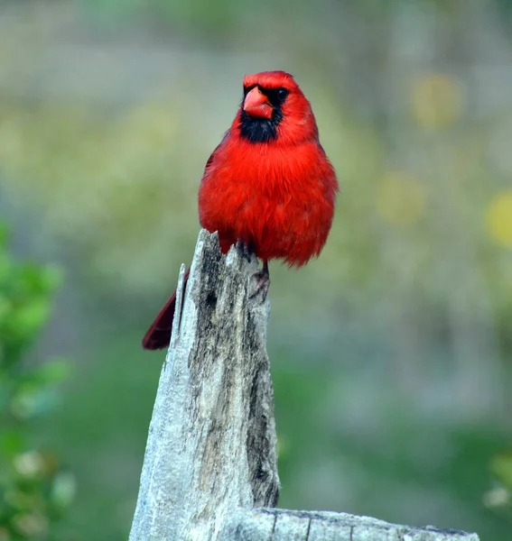Kardinaller Cardinalidae Familyasından Kuzey Güney Amerika Bulunan Göçmen Kuşlardır Ayrıca — Stok fotoğraf