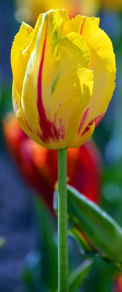 Tulipaner Flerårig Bulbous Plante Med Prangende Blomster Slægten Tulipa Hvoraf - Stock-foto