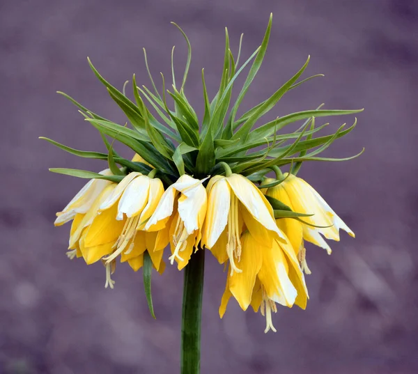 Fritillaria Imperialis Una Especie Planta Fanerógama Perteneciente Familia Liliaceae Nativa —  Fotos de Stock