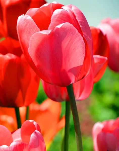 Tulipes Est Une Plante Vivace Bulbeuse Avec Des Fleurs Voyantes — Photo