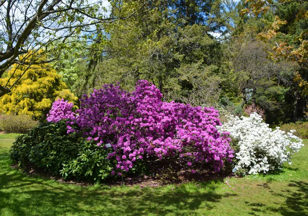 Beautiful Flowers Garden Trees Spring Bloom — Stock Photo, Image