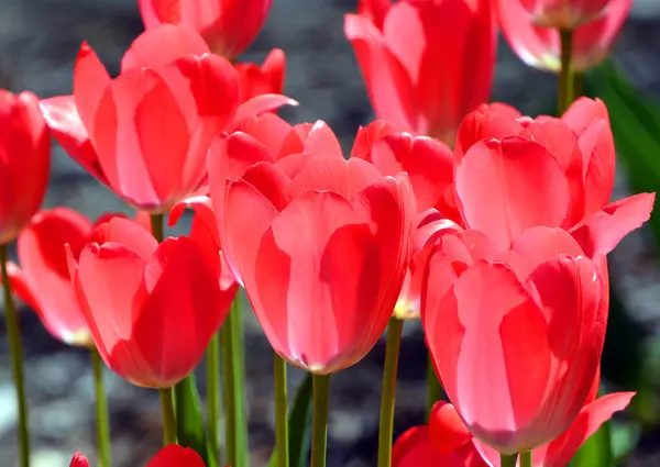 Rote Tulpen Garten — Stockfoto