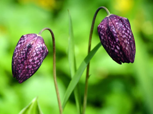 Beautiful Dark Violet Flowers Garden — Fotografia de Stock