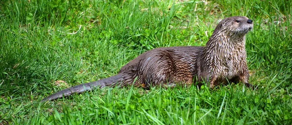 Otters Carnivorous Mammals Subfamily Lutrinae Extant Otter Species All Semiaquatic — Stock Photo, Image