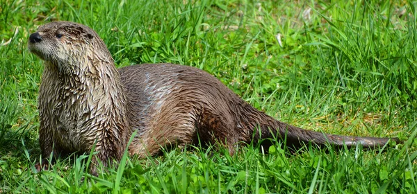 Otters Carnivorous Mammals Subfamily Lutrinae Extant Otter Species All Semiaquatic — Stock Photo, Image