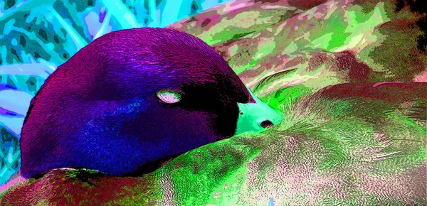 Mallard Renk Lekeli Pop Art Arkaplan Simgesini Imzaladı — Stok fotoğraf