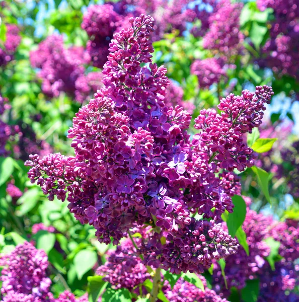 Syringa vulgaris (lilac or common lilac) is a species of flowering plant in the olive family Oleaceae, native to the Balkan Peninsula, where it grows on rocky hill
