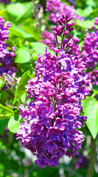 Syringa Vulgaris Lilac Common Lilac Species Flowering Plant Olive Family — Stock Photo, Image