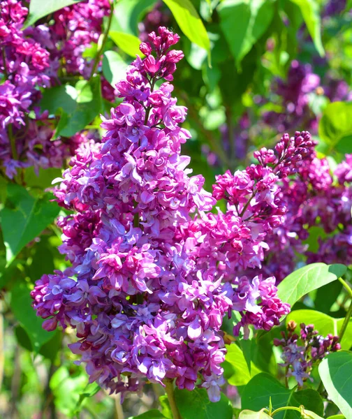 Syringa vulgaris (lilac or common lilac) is a species of flowering plant in the olive family Oleaceae, native to the Balkan Peninsula, where it grows on rocky hill