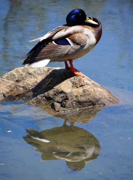 Mallard Macho Pato Selvagem Anas Platyrhynchos Pato Dabbling Que Reproduz — Fotografia de Stock