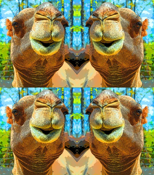 Camel Jest Kopytny Rodzaju Camelus Nosząc Charakterystyczne Złogi Tłuszczu Znany — Zdjęcie stockowe