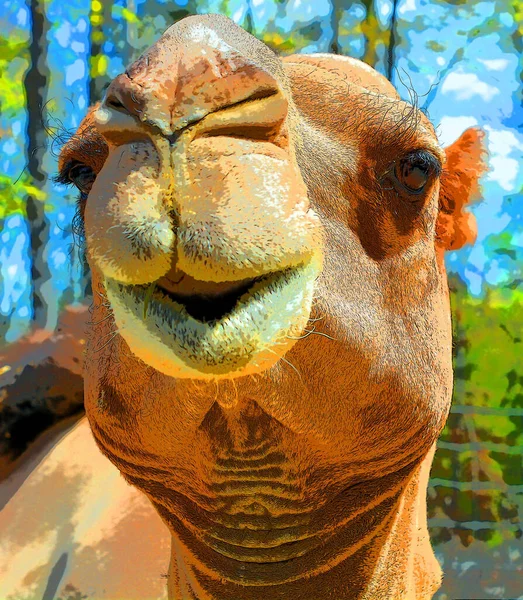 Deve Camelus Cinsi Içinde Arka Tabela Çiziminde Hörgüçler Olarak Bilinen — Stok fotoğraf