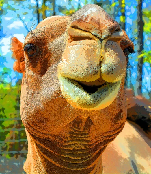 Kamel Ist Ein Huftier Der Gattung Camelus Das Auf Seinem — Stockfoto