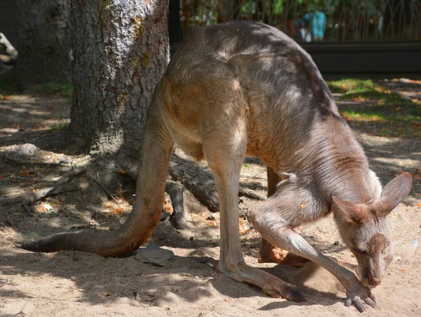 Canguru Marsupial Família Macropodidae Macrópodes Que Significa Grande — Fotografia de Stock