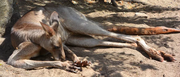 Canguru Marsupial Família Macropodidae Macrópodes Que Significa Grande — Fotografia de Stock