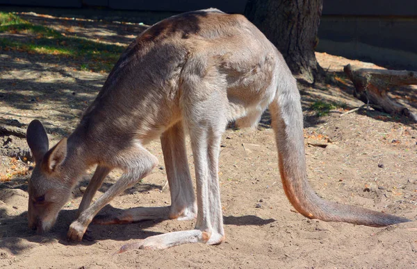 Canguru Marsupial Família Macropodidae Macrópodes Que Significa Grande — Fotografia de Stock