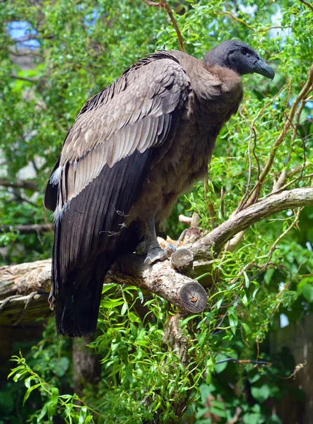 Vulture Bird Prey Types Vultures New World Vultures Californian Andean — Stock Photo, Image