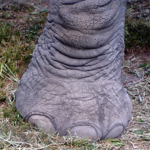 Voet Van Afrikaanse Olifanten Zijn Olifanten Van Het Geslacht Loxodonta — Stockfoto