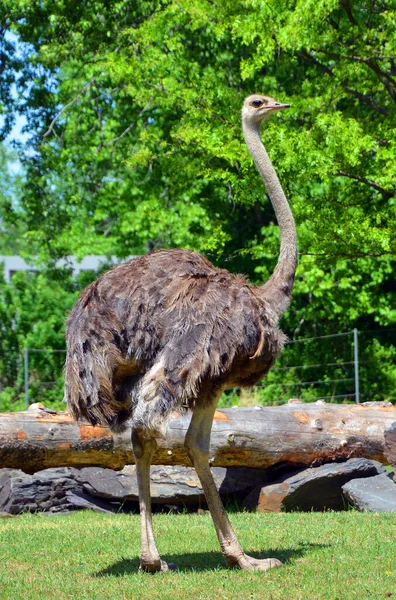 Ostrich One Two Species Large Flightless Birds Native Africa Only — Stockfoto