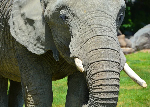 Les Éléphants Afrique Sont Des Éléphants Genre Loxodonta Genre Comprend — Photo