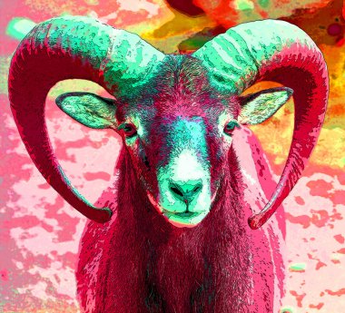 Avrupa erkek mouflon, Mouflon 'un en batı ve en küçük alt türüdür. Başlangıçta sadece Akdeniz 'deki Korsika ve Sardunya adalarında bulunmuştur.