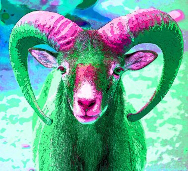 Avrupa erkek mouflon, Mouflon 'un en batı ve en küçük alt türüdür. Başlangıçta sadece Akdeniz 'deki Korsika ve Sardunya adalarında bulunmuştur.