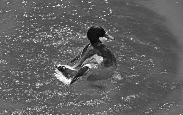 Black White Photo Duck Swimming Water — Stockfoto