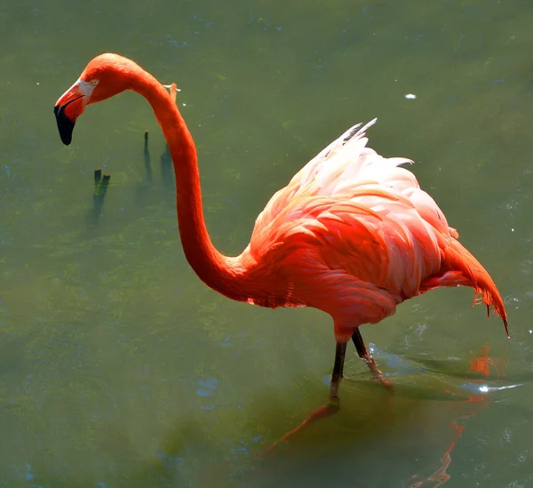 Den Amerikanska Flamingo Phoenicopterus Ruber Stor Art Flamingo Nära Besläktad — Stockfoto