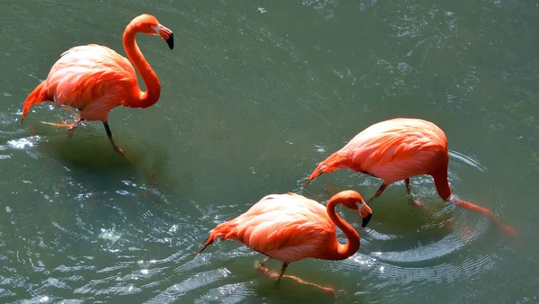 American Flamingo Phoenicopterus Ruber Large Species Flamingo Closely Related Greater — стокове фото