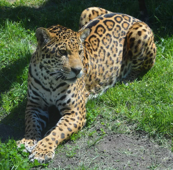 Jaguar Wild Cat Feline Panthera Genus Only Extant Panthera Species — Fotografia de Stock
