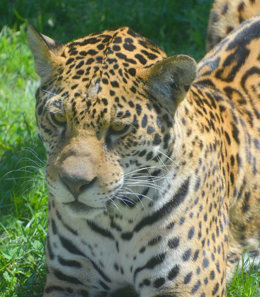 Jaguar Wild Cat Feline Panthera Genus Only Extant Panthera Species — Photo