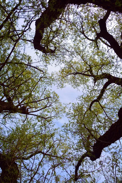 Rami Albero Nella Foresta — Foto Stock