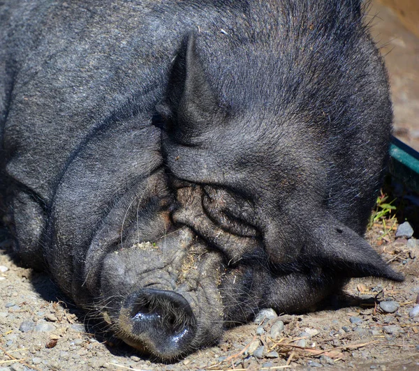 Iberian Pig Traditional Breed Domestic Pig Sus Scrofa Domesticus Native — 图库照片
