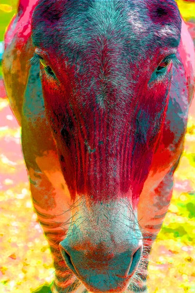 Zebroid Potomek Jakéhokoli Křížení Mezi Zebrou Jakýmkoli Jiným Koňovitým Aby — Stock fotografie