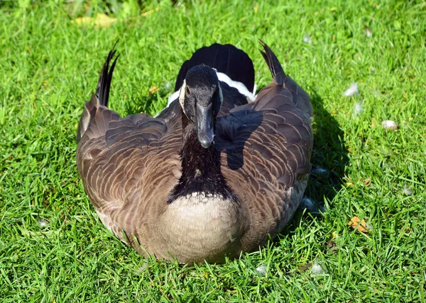 Canada Goose Large Wild Goose Species Black Head Neck White — стокове фото