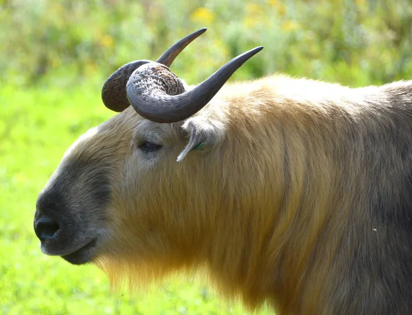 Sichuan Takin Tibetan Takin Subspecies Takin Goat Antelope Budorcas Greek — Fotografia de Stock