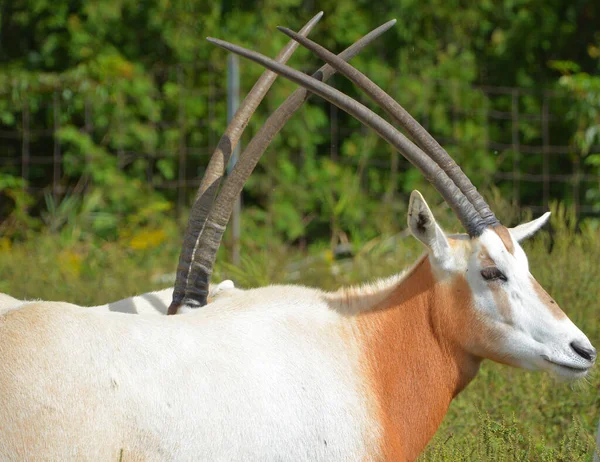 Addax Addax Nasomaculatus Más Néven Fehér Antilop Sikoltozó Antilop Egy — Stock Fotó